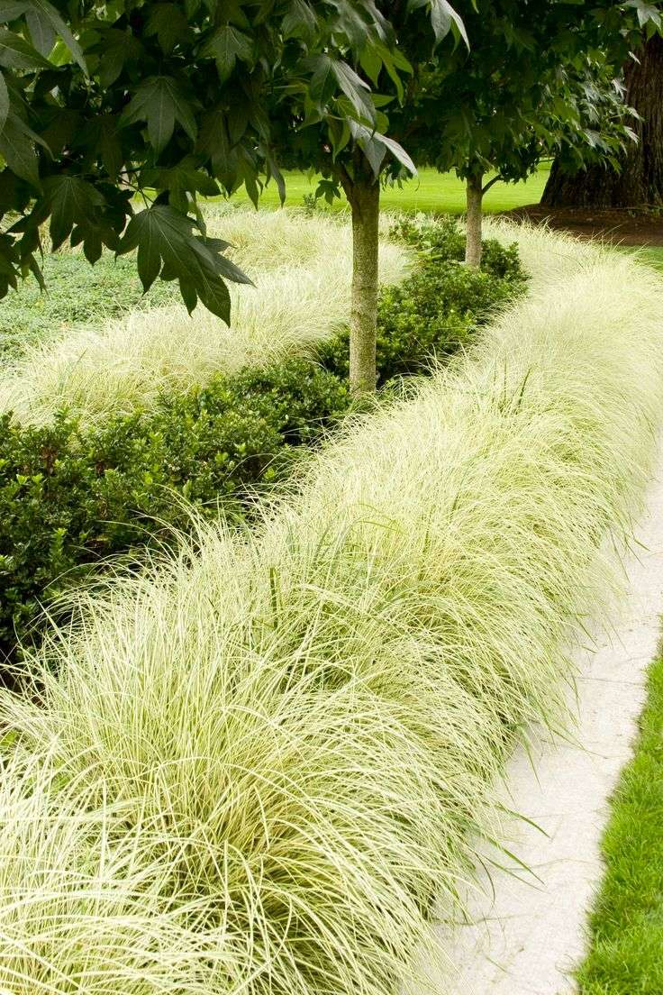 Ornamental Grass Borders