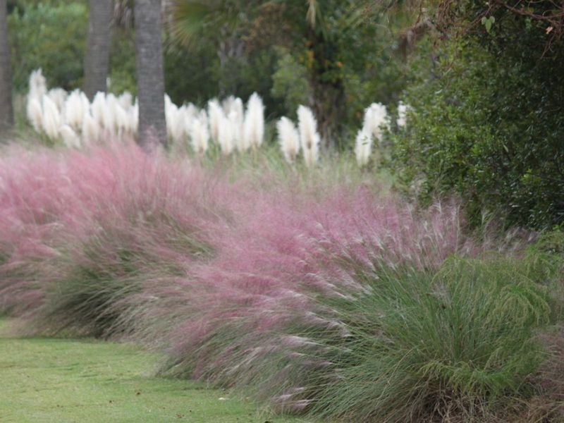 Ornamental Grasses