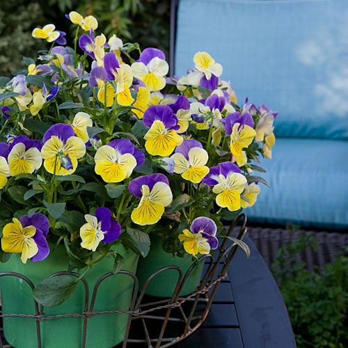 Pansies
