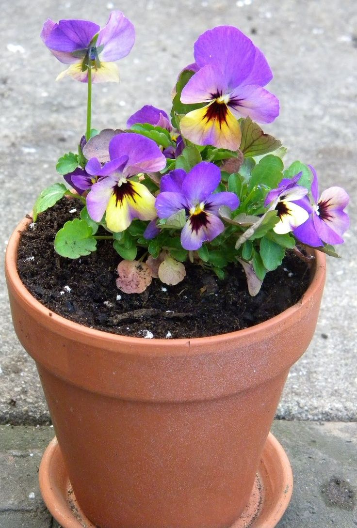 Pansies