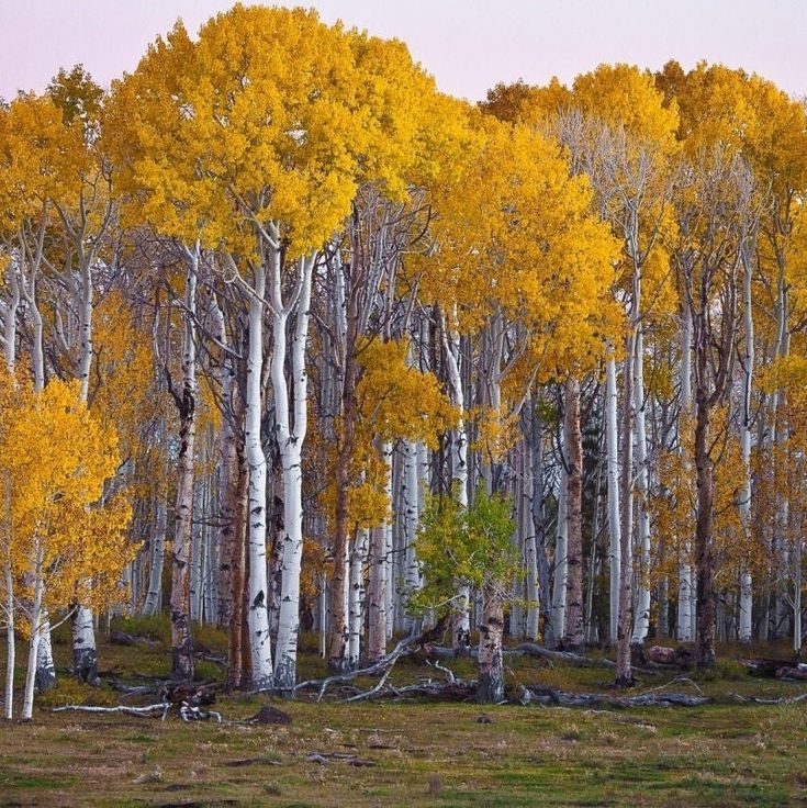 Paper Birch