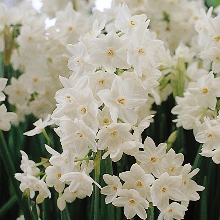 Paperwhite Narcissus (Narcissus papyraceus)