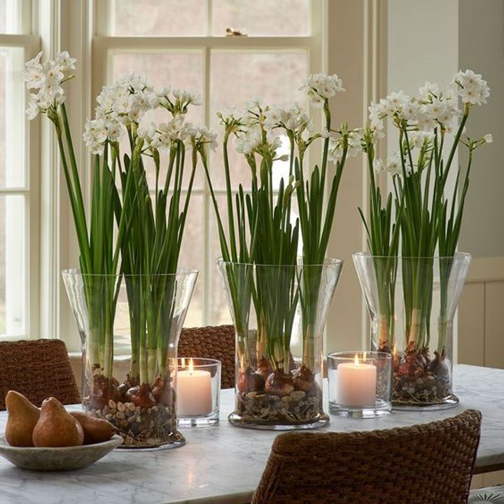 Paperwhites