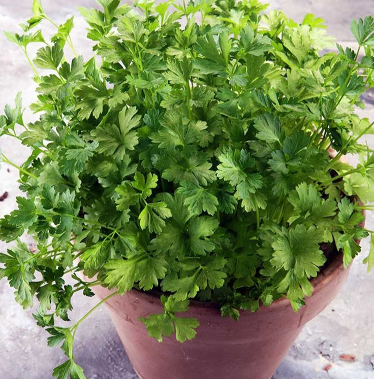 Parsley