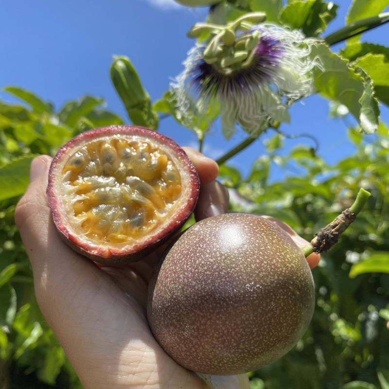 Passion Fruit