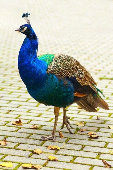 Peafowl