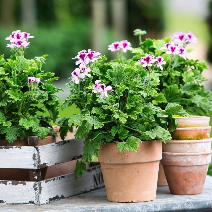 Pelargonium graveolens