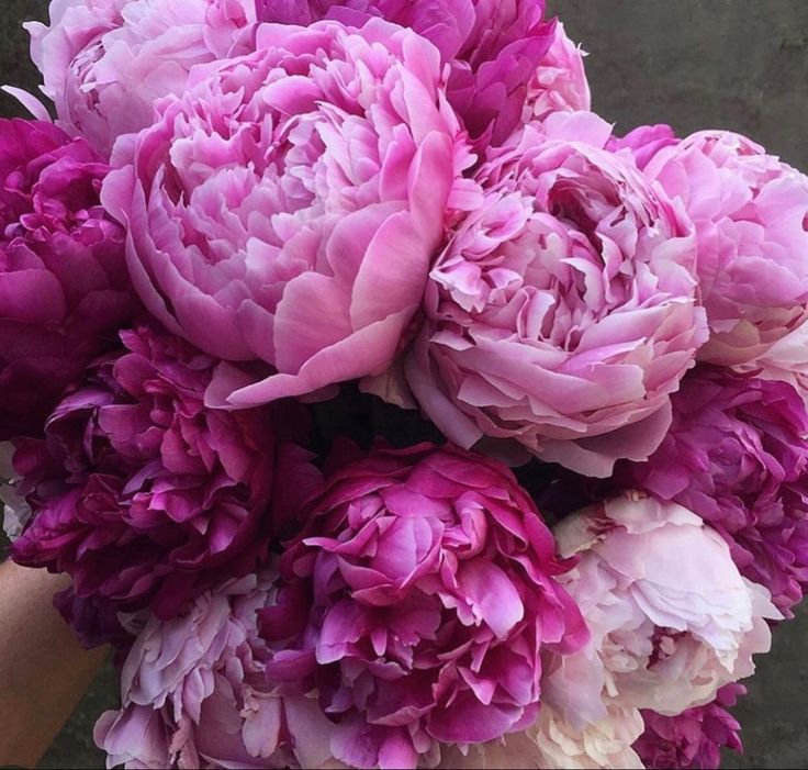 Peonies