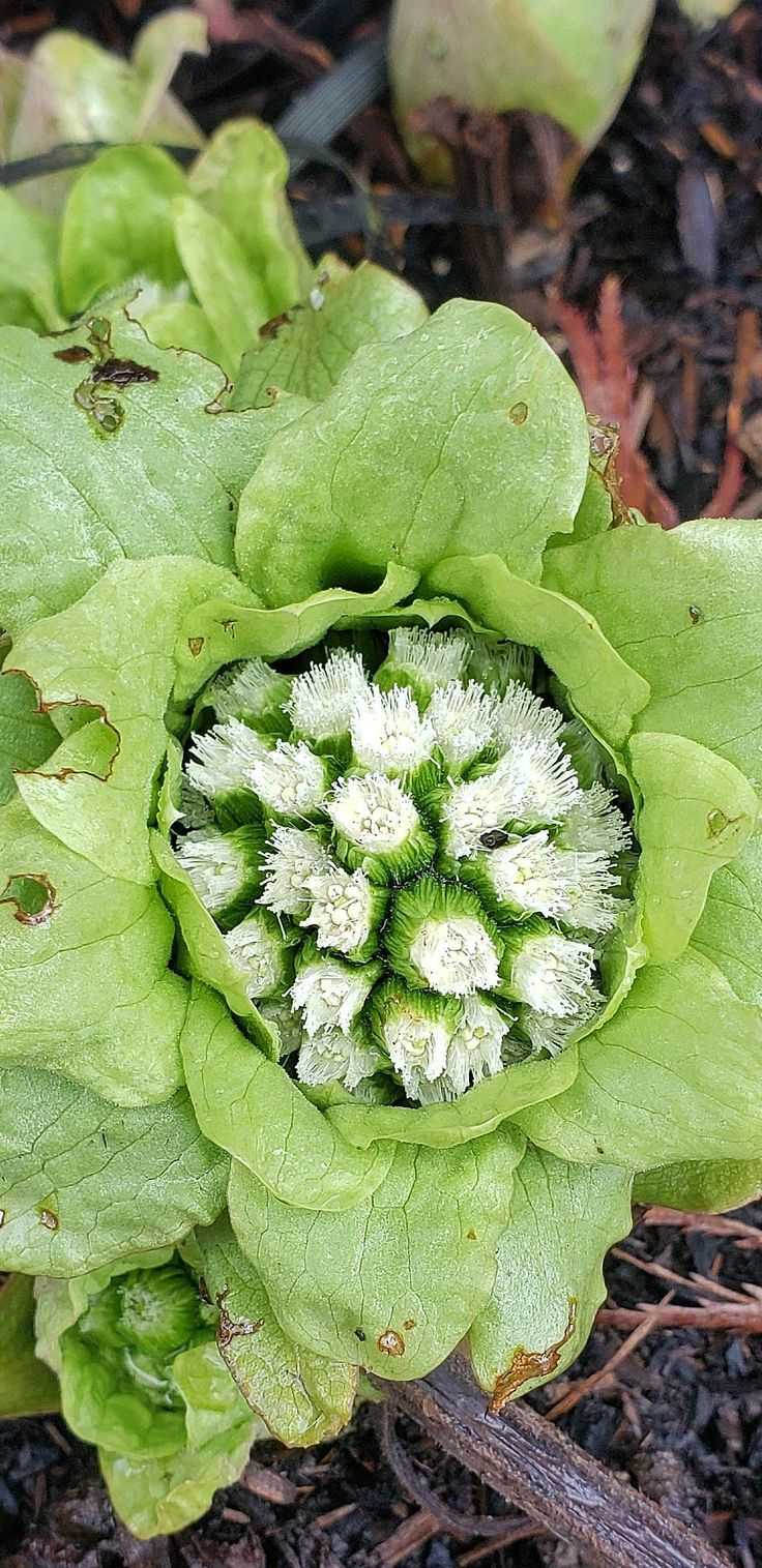 Petasites japonicus