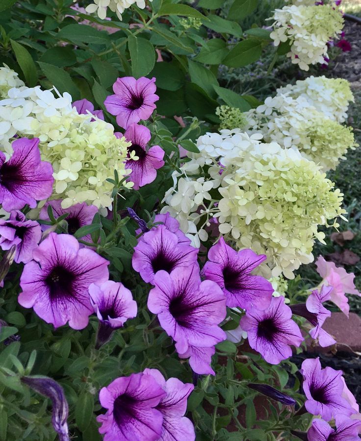 Petunias