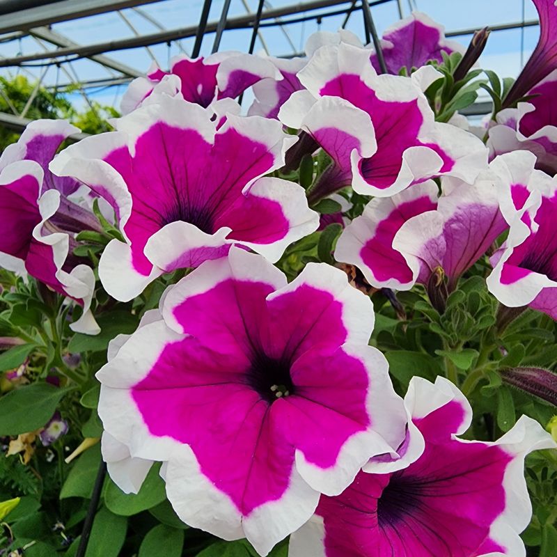 Petunias