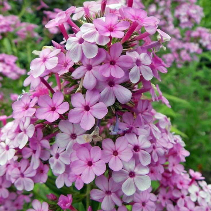 Phlox