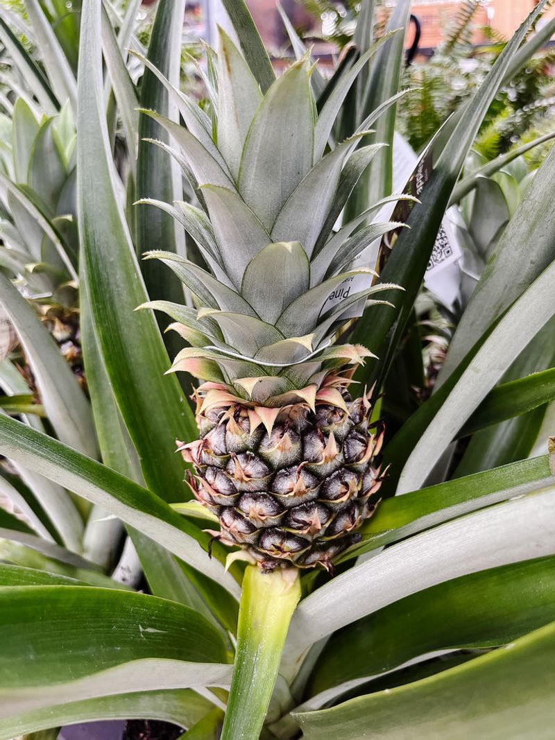 Pineapple