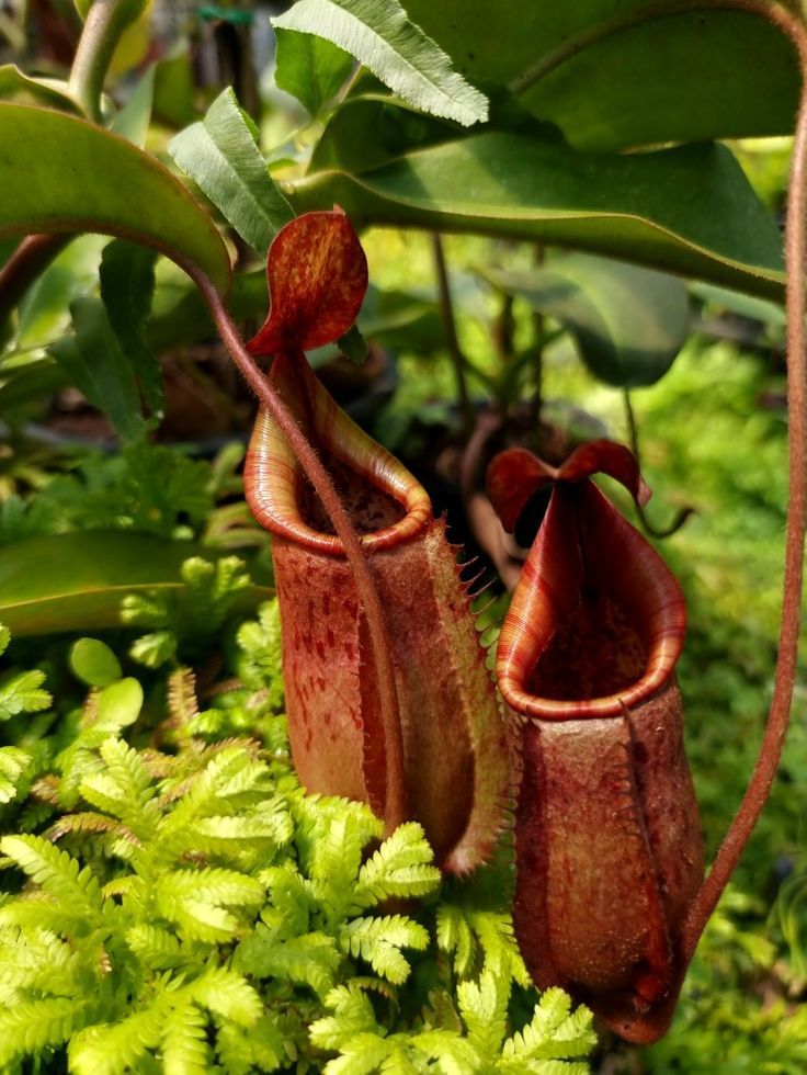 Pitcher Plant (Nepenthes)