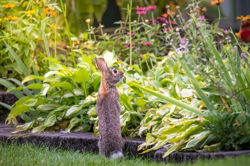 Plant Rabbit-Repelling Herbs