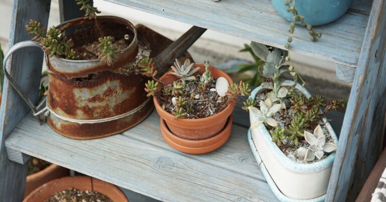 Best Indoor Plant Shelf Ideas for Small Spaces