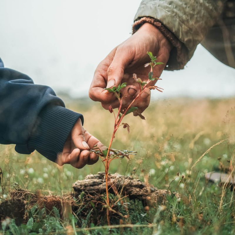 Plant a Tree