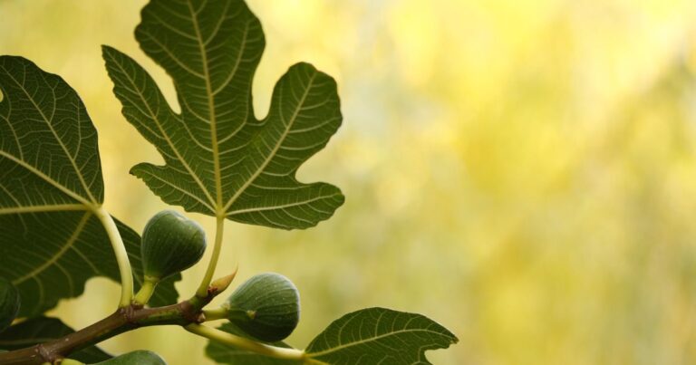 Planting Figs in 2025: What You Need to Know