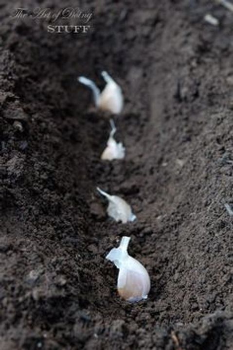 Planting Garlic