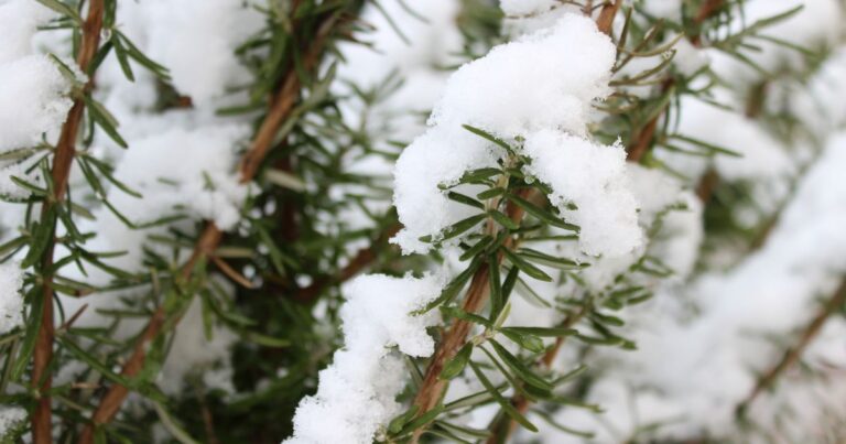 Top 10 Outdoor Plants to Shield This Winter 2025
