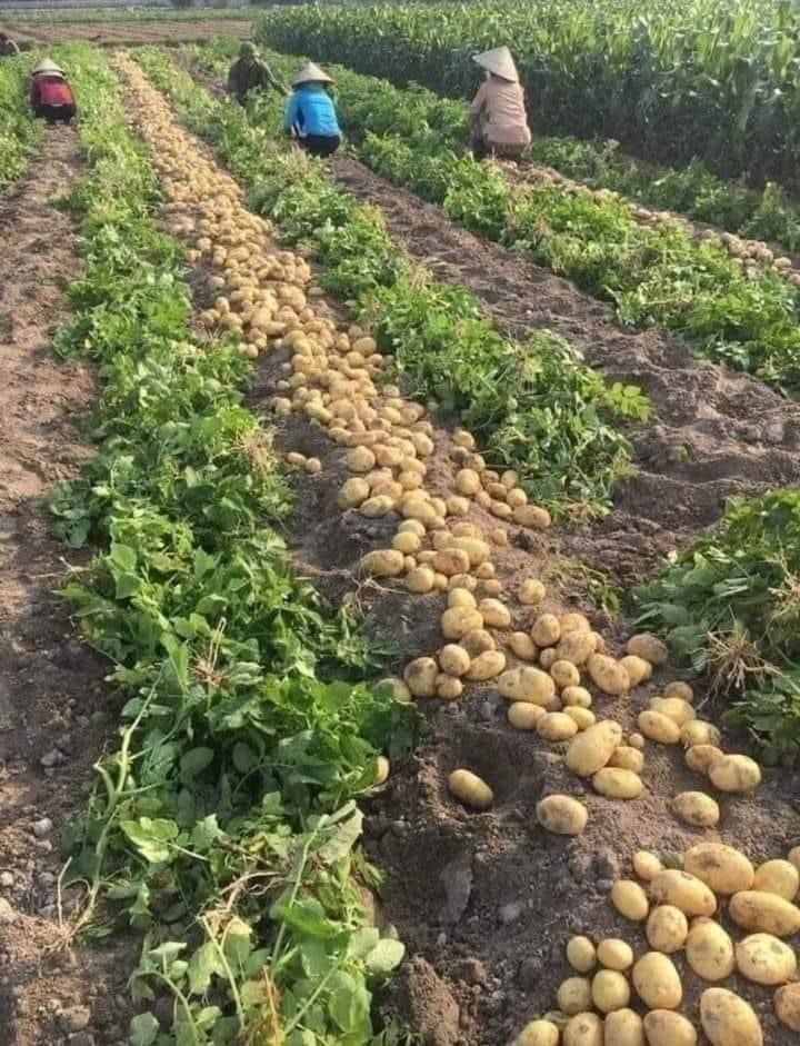 Potatoes