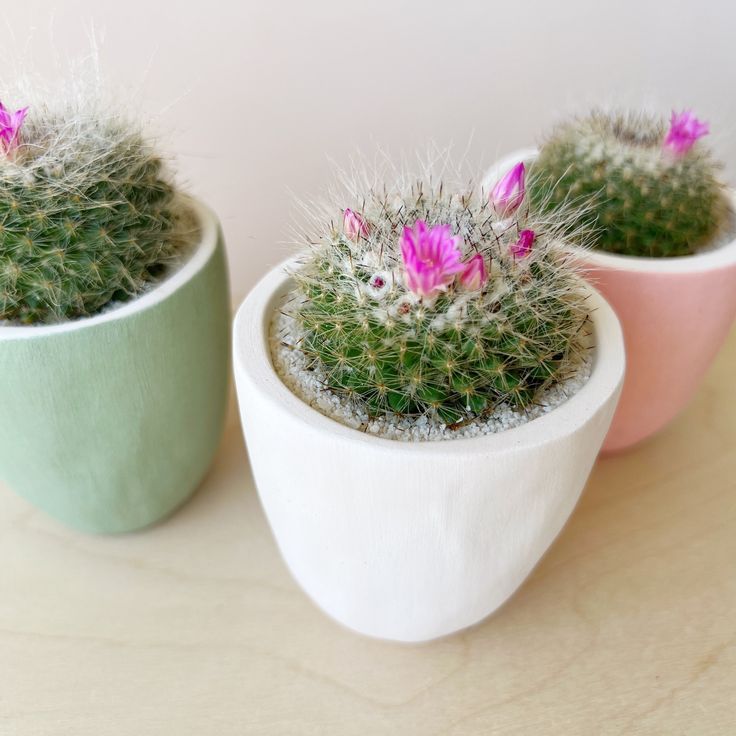 Potted Cacti