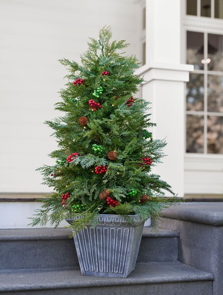 Potted Evergreen Tree