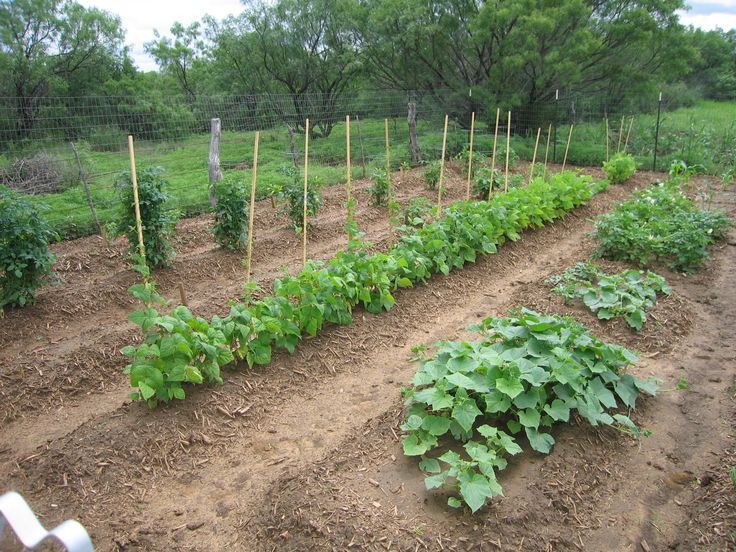 Practice Crop Rotation