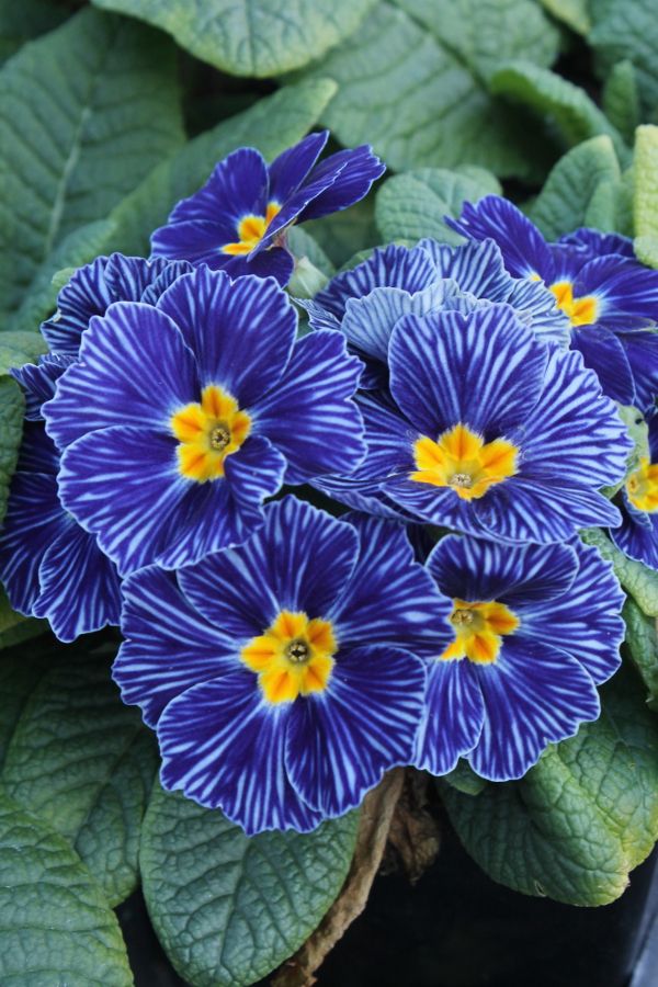 Primroses