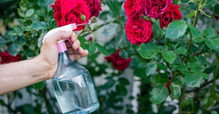 Protect Your Roses: 11 Expert Tips to Prevent Black Spot Disease