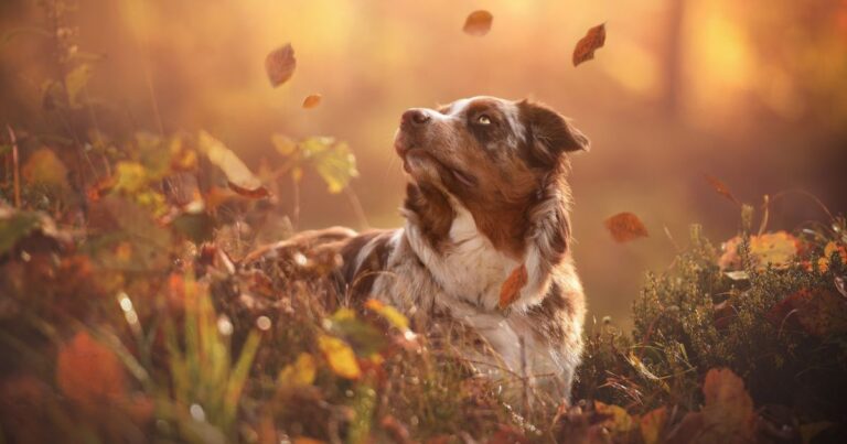 Protecting Pets: 20 Fall Tips You Need Now