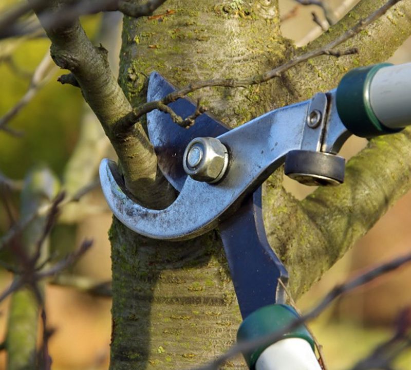 Pruning for Shape