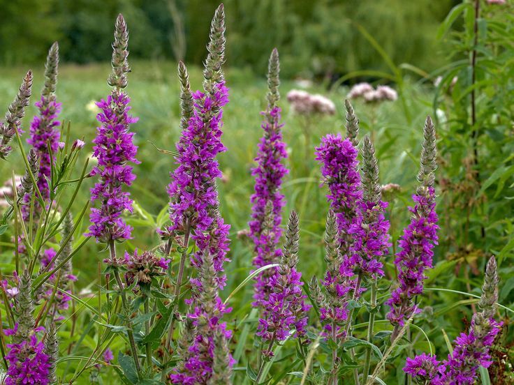 Purple Loosestrife