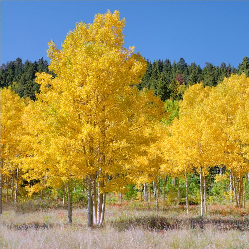 Quaking Aspen