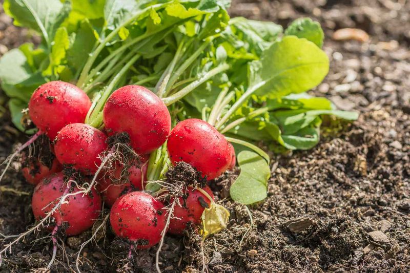 Radishes