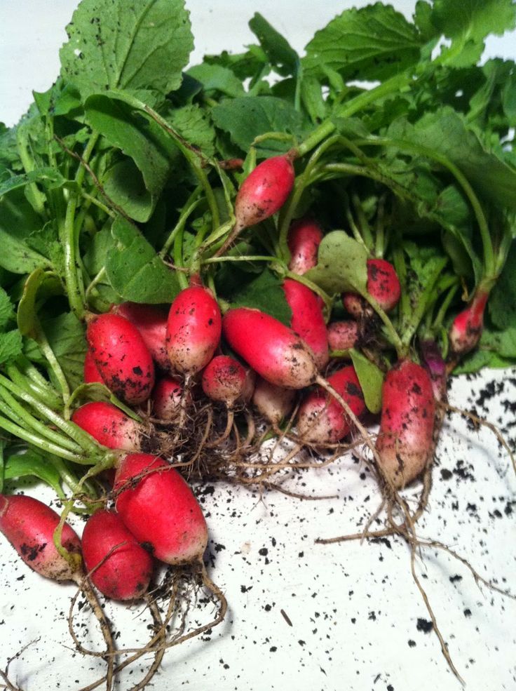 Radishes