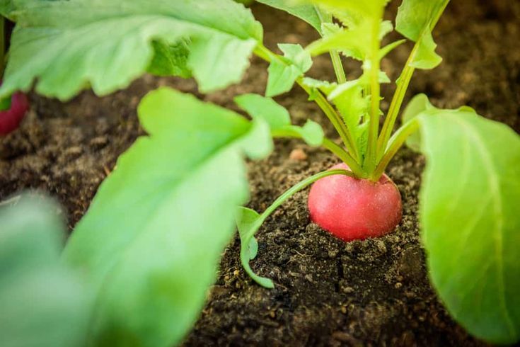 Radishes