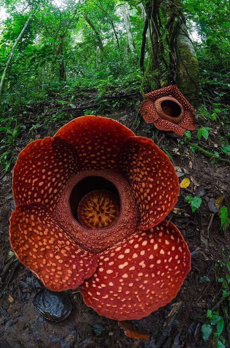 Rafflesia (Rafflesia arnoldii)