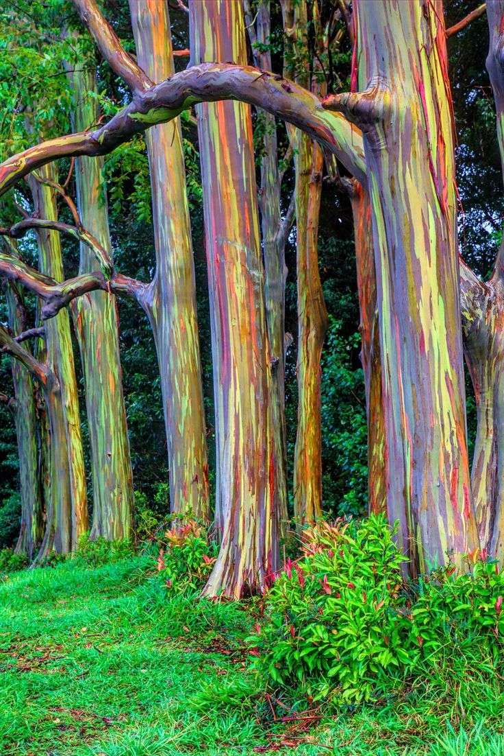 Rainbow Eucalyptus (Eucalyptus deglupta)