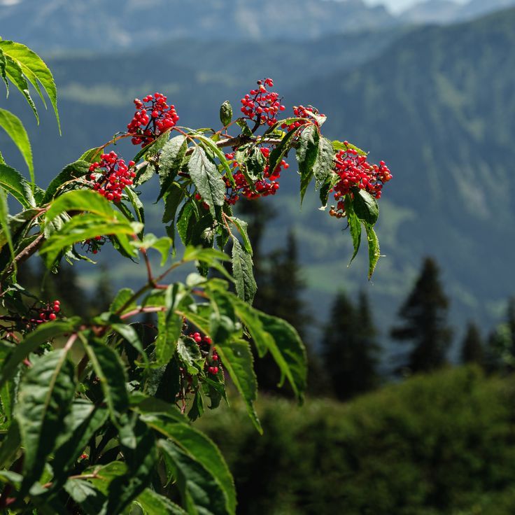 Red Elderberry (Sambucus racemosa)