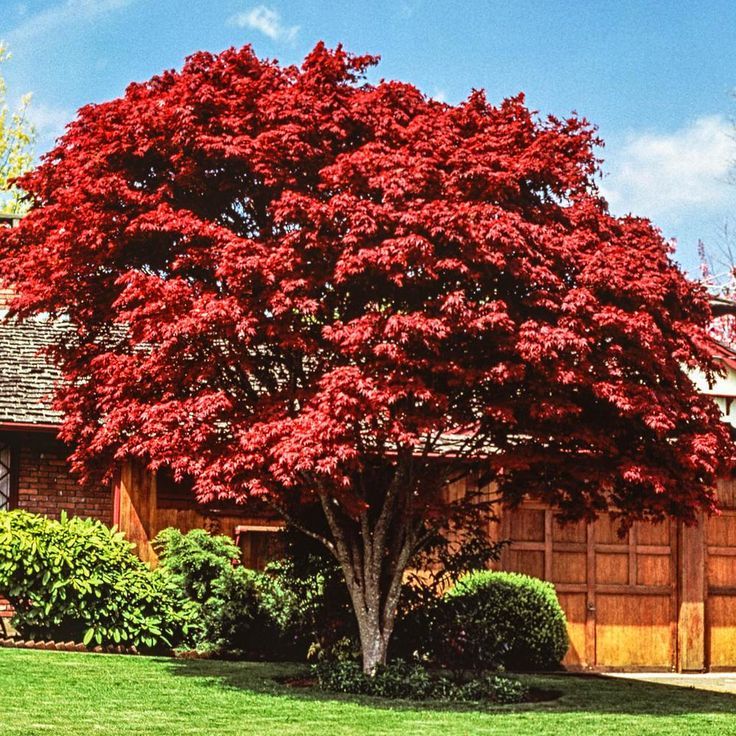 Red Maple