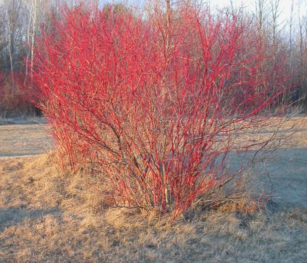 Red Osier Dogwood (Cornus sericea)