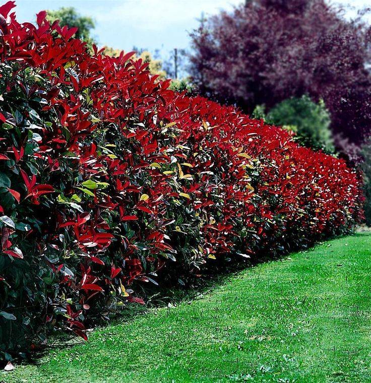 Red Tip Photinia