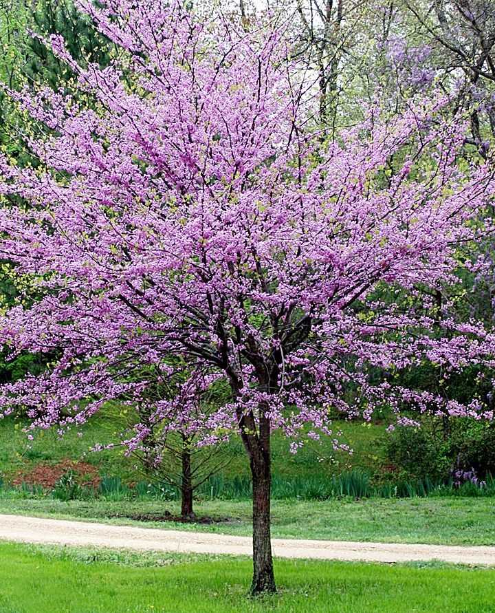 Redbud