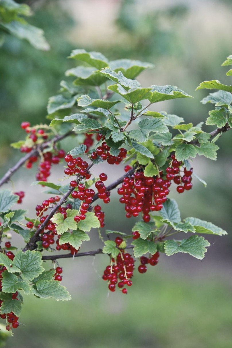 Redcurrant (Ribes rubrum)