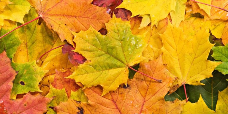 Revitalize and Shield Your Garden Naturally Using Fallen Leaves This Autumn and Winter