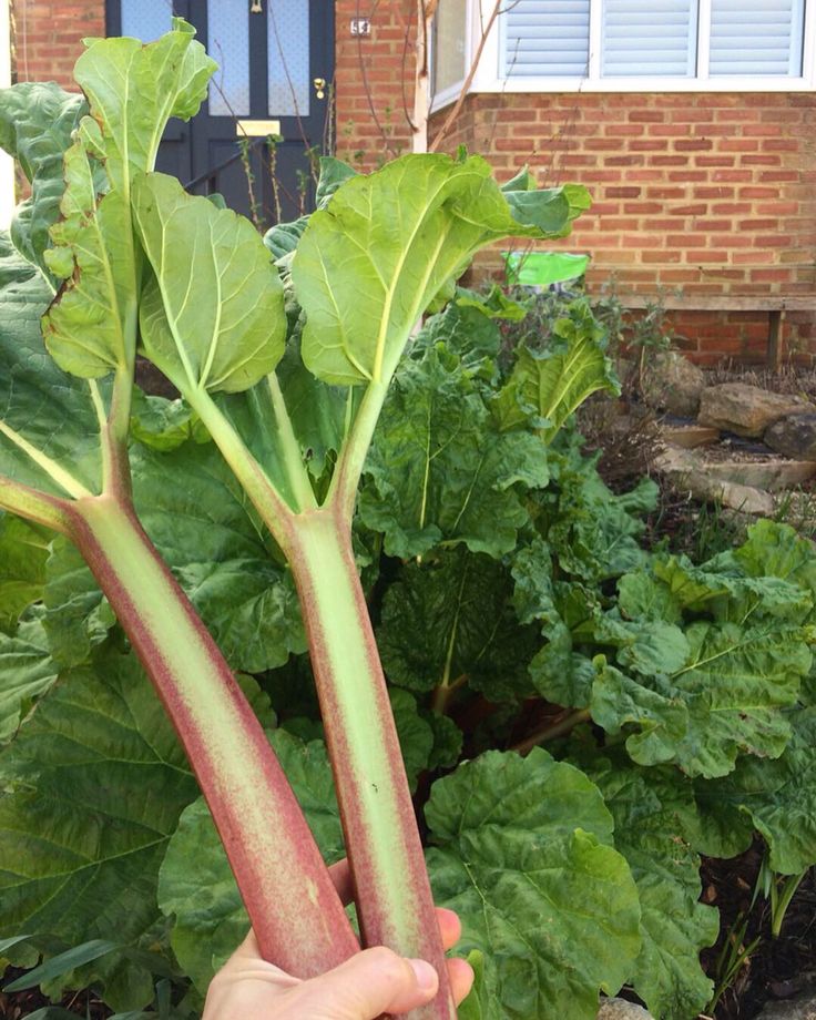 Rhubarb