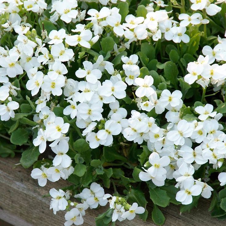 Rock Cress (Arabis)