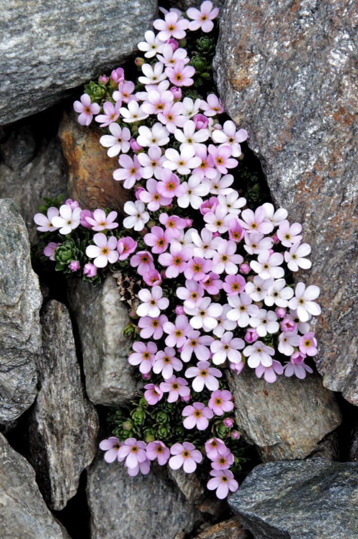 Rock Jasmine (Androsace)