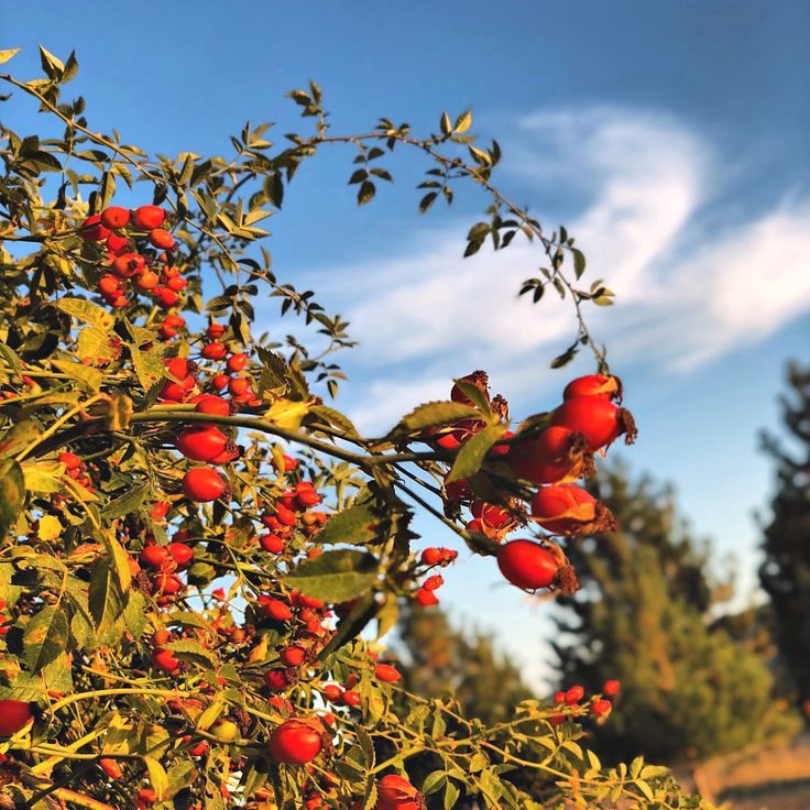 Rose Hips